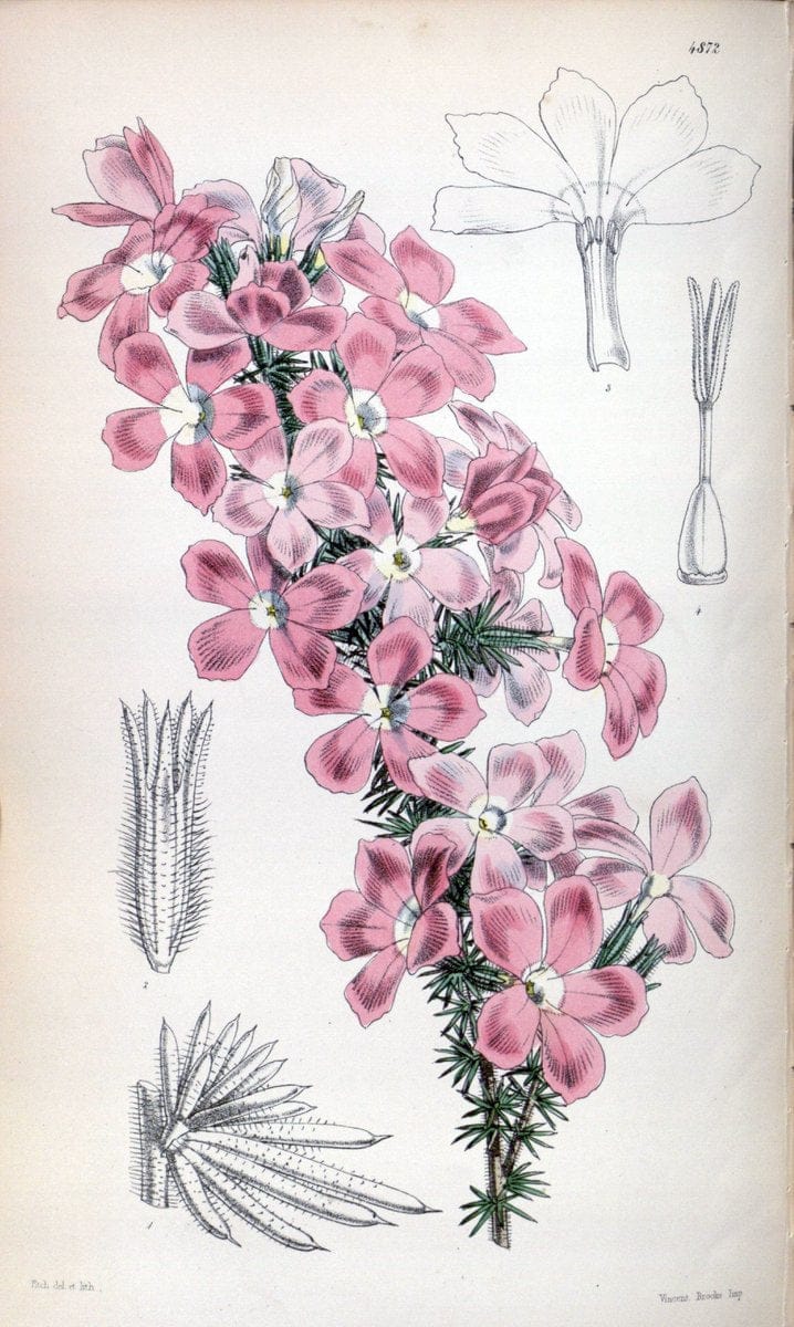 Curtis's botanical magazine. London ;New York [etc.] :Academic Press [etc.]. | Botany Periodicals "Pictorial works"  | Vintage Print Reproduction 453548