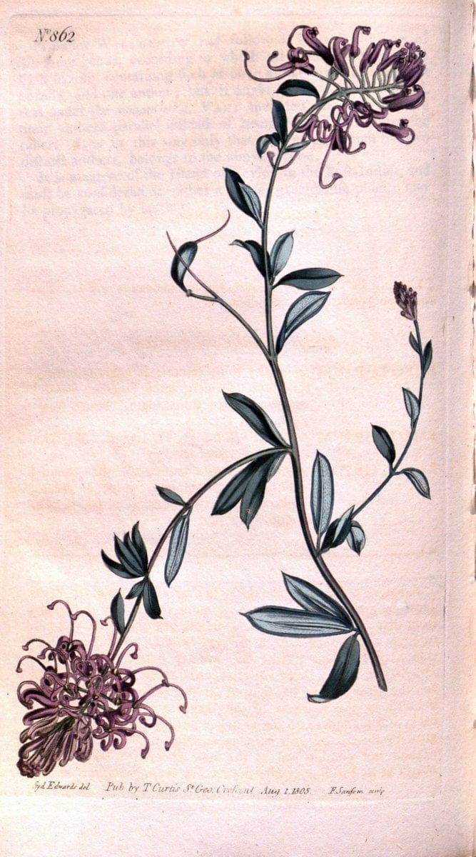 Curtis's botanical magazine. London ;New York [etc.] :Academic Press [etc.]. | Botany Periodicals "Pictorial works"  | Vintage Print Reproduction 453549