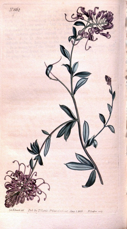 Curtis's botanical magazine. London ;New York [etc.] :Academic Press [etc.]. | Botany Periodicals "Pictorial works"  | Vintage Print Reproduction 453549