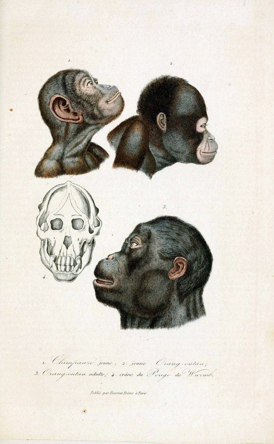 ComplÃ©ments de Buffon. t.1.Paris :P. Pourrat FrÃ¨res,1838. | Anthropology Birds Mammals SIL | Vintage Print Reproduction 453551