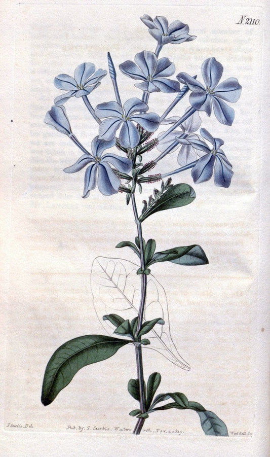Curtis's botanical magazine. London ; New York [etc.] :Academic Press [etc.]. | "Botanical illustration" Botany Periodicals "Pictorial works" "Plants, Ornamental"  | Vintage Print Reproduction 453553