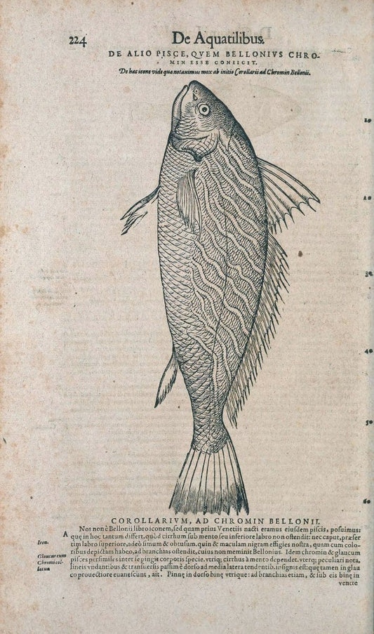 Conradi Gesneri medici Tigurini Historiae animalium liber IV :.Francofurti :In Bibliopolio Andreae Cambieri,anno MDCIIII [1604]. |  | Vintage Print Reproduction 453554