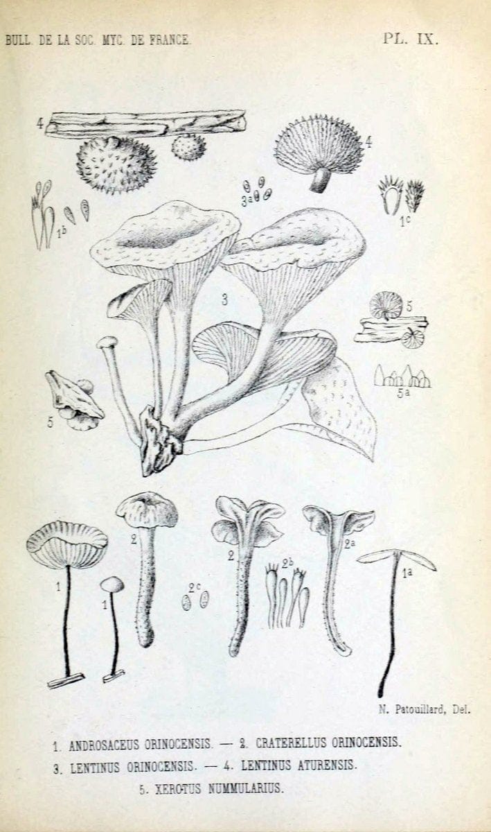 Bulletin de la SociÃ©tÃ© mycologique de France.Epinal :La SociÃ©tÃ©,1885-1903.  | France Fungi Mycology Periodicals | Vintage Print Reproduction 453555