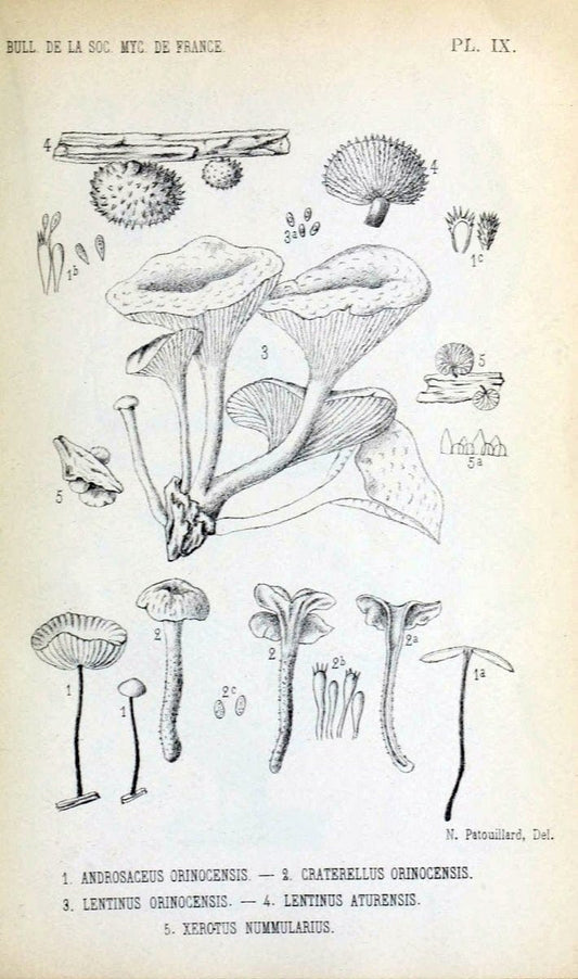 Bulletin de la SociÃ©tÃ© mycologique de France.Epinal :La SociÃ©tÃ©,1885-1903.  | France Fungi Mycology Periodicals | Vintage Print Reproduction 453555