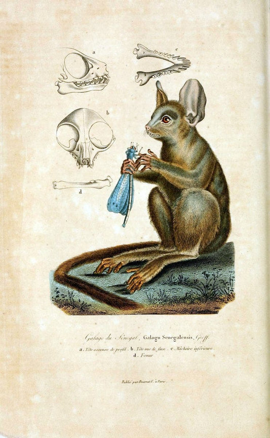 ComplÃ©ments de Buffon. t.1.Paris :P. Pourrat FrÃ¨res,1838. | Anthropology Birds Mammals SIL | Vintage Print Reproduction 453556