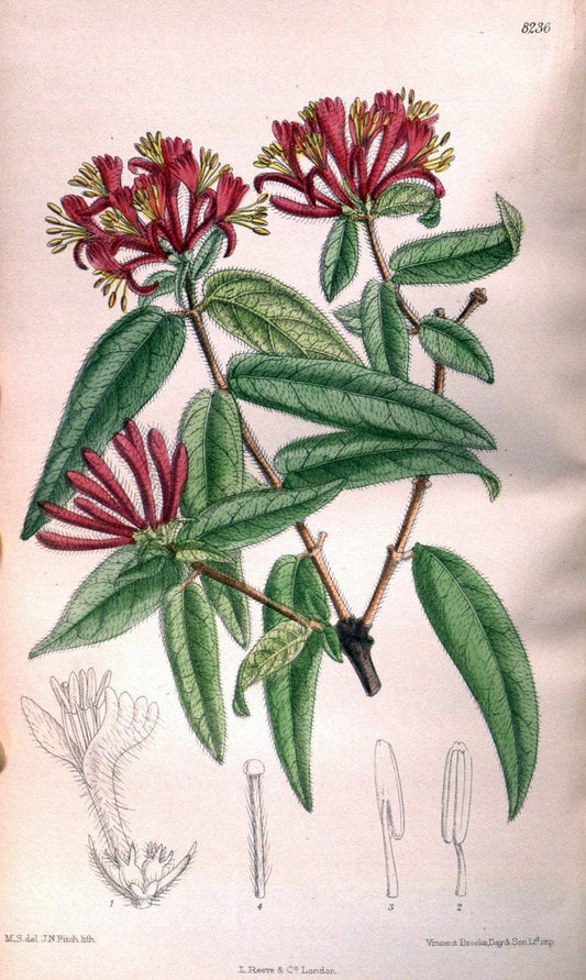 Curtis's botanical magazine. London ; New York [etc.] :Academic Press [etc.]. | "Botanical illustration" Botany Periodicals "Pictorial works" "Plants, Ornamental"  | Vintage Print Reproduction 453557