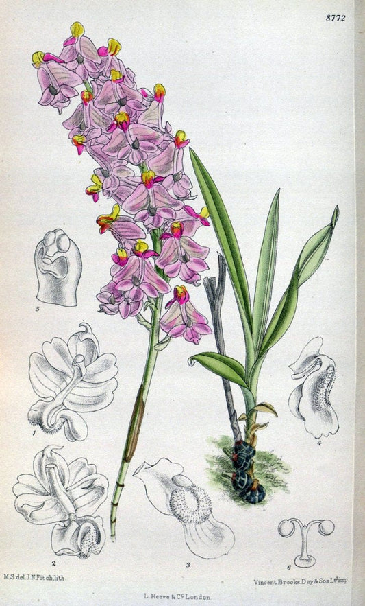 Curtis's botanical magazine. London ; New York [etc.] :Academic Press [etc.]. | "Botanical illustration" Botany Periodicals "Pictorial works" "Plants, Ornamental"  | Vintage Print Reproduction 453558