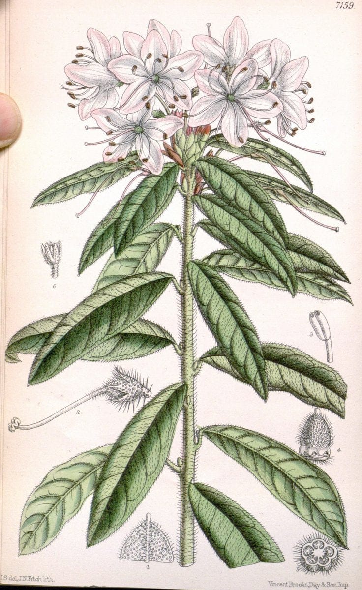 Curtis's botanical magazine. London ; New York [etc.] :Academic Press [etc.]. | "Botanical illustration" Botany Periodicals "Pictorial works" "Plants, Ornamental"  | Vintage Print Reproduction 453559