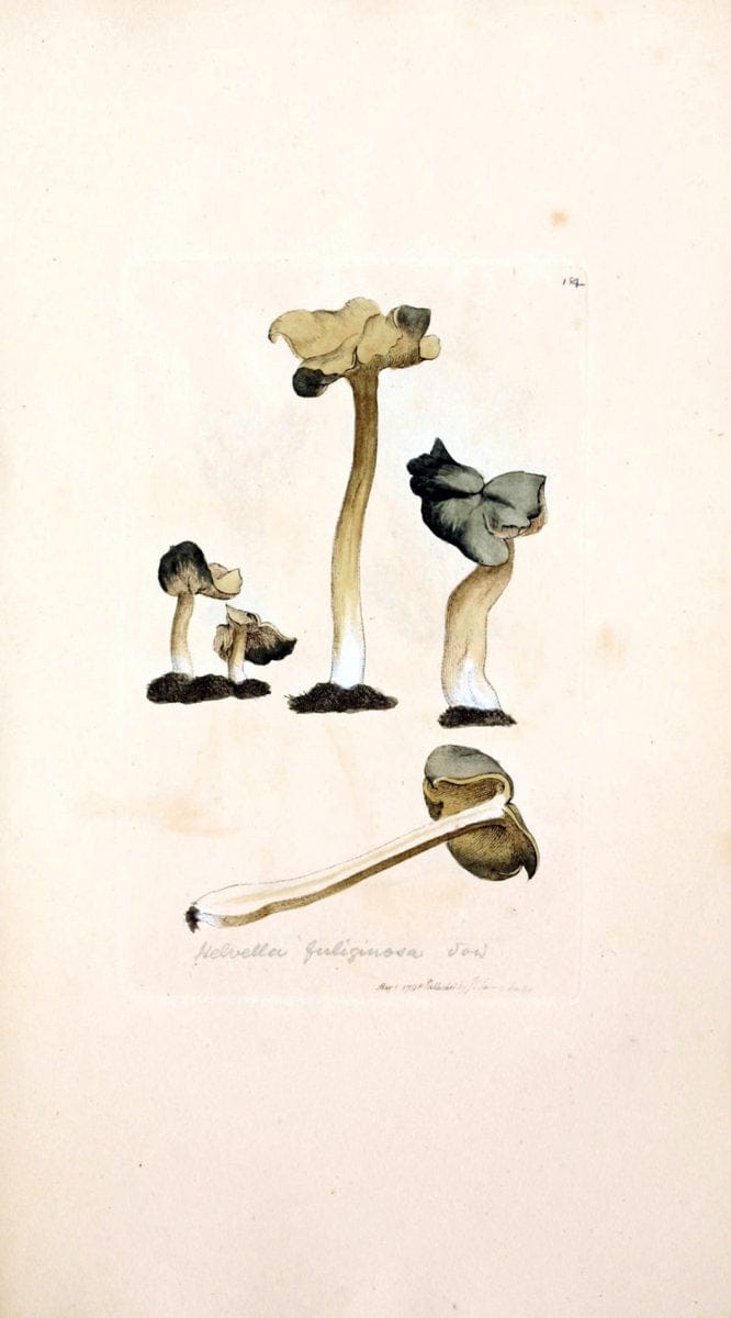 Coloured figures of English fungi or mushrooms. London,Printed by J. Davis,1797-[1809]. | England Mushrooms  | Vintage Print Reproduction 453561