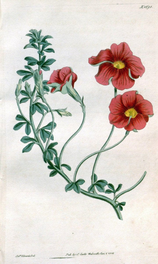 Curtis's botanical magazine. London ; New York [etc.] :Academic Press [etc.]. | "Botanical illustration" Botany Periodicals "Pictorial works" "Plants, Ornamental"  | Vintage Print Reproduction 453562
