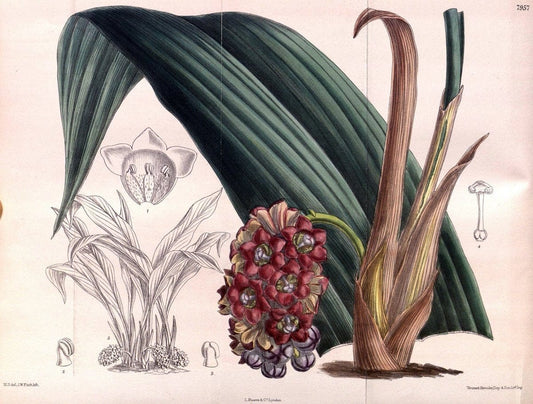 Curtis's botanical magazine. London ; New York [etc.] :Academic Press [etc.]. | "Botanical illustration" Botany Periodicals "Pictorial works" "Plants, Ornamental"  | Vintage Print Reproduction 453564
