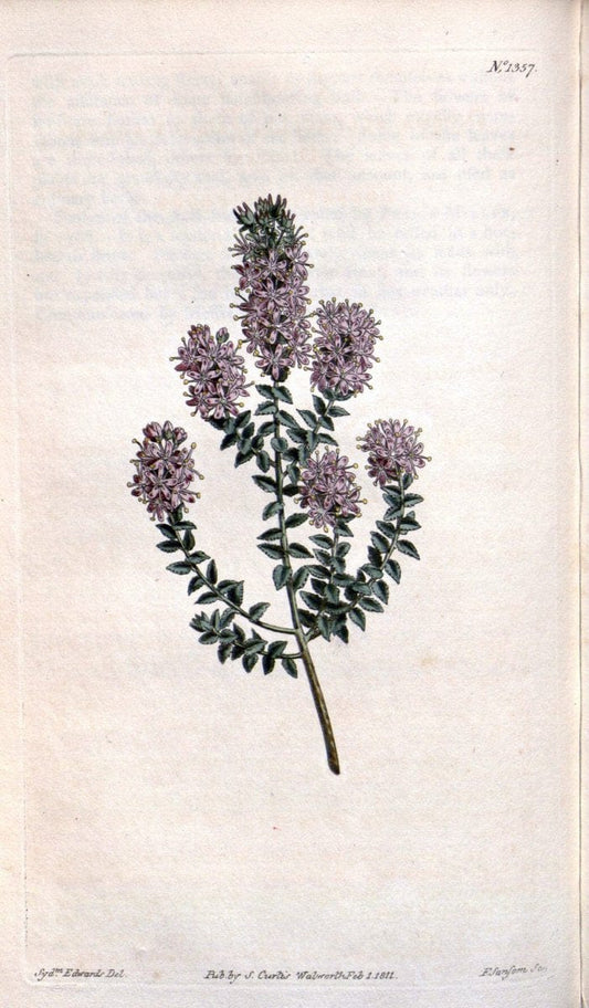 Curtis's botanical magazine. London ; New York [etc.] :Academic Press [etc.]. | "Botanical illustration" Botany Periodicals "Pictorial works" "Plants, Ornamental"  | Vintage Print Reproduction 453565