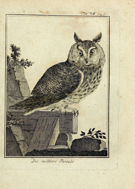 BÃ¼ffons Naturgeschichte der VÃ¶gel :.Leipzig :bey Hermann Heinrich Holle,1775-1782.. |  | Vintage Print Reproduction 453566