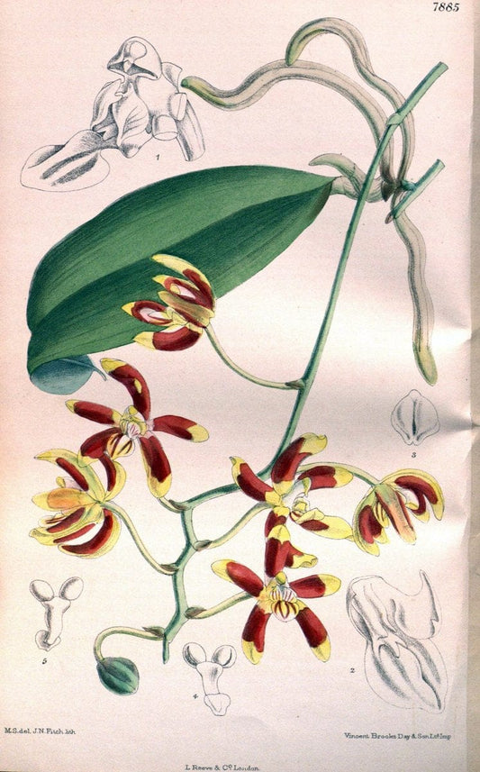 Curtis's botanical magazine. London ; New York [etc.] :Academic Press [etc.]. | "Botanical illustration" Botany Periodicals "Pictorial works" "Plants, Ornamental"  | Vintage Print Reproduction 453568