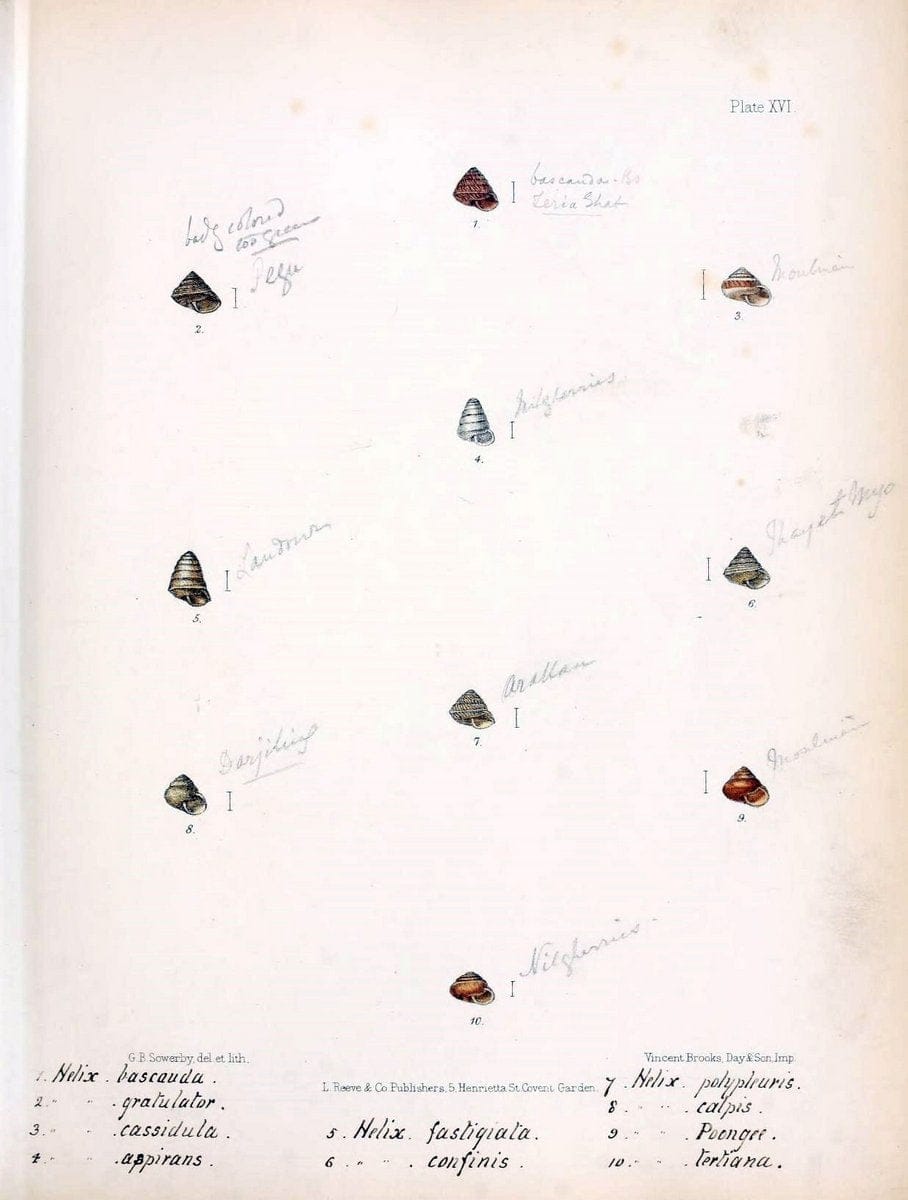 Conchologia indica,.London,1870-1876.  | India Mollusks Shells  | Vintage Print Reproduction 453569
