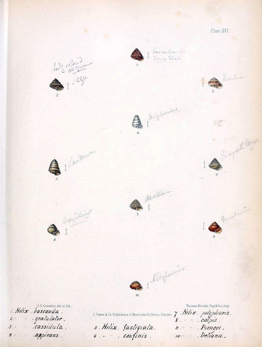 Conchologia indica,.London,1870-1876.  | India Mollusks Shells  | Vintage Print Reproduction 453569