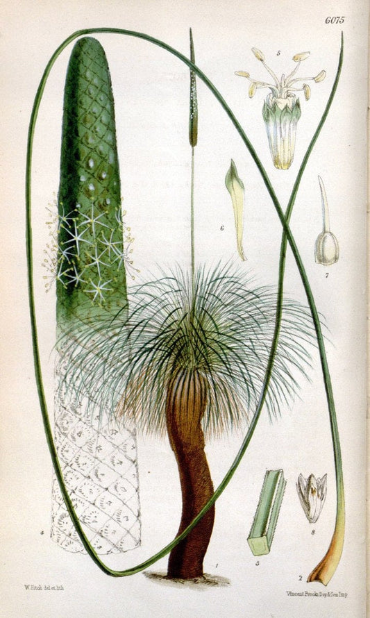 Curtis's botanical magazine. London ; New York [etc.] :Academic Press [etc.]. | "Botanical illustration" Botany Periodicals "Pictorial works" "Plants, Ornamental"  | Vintage Print Reproduction 453570