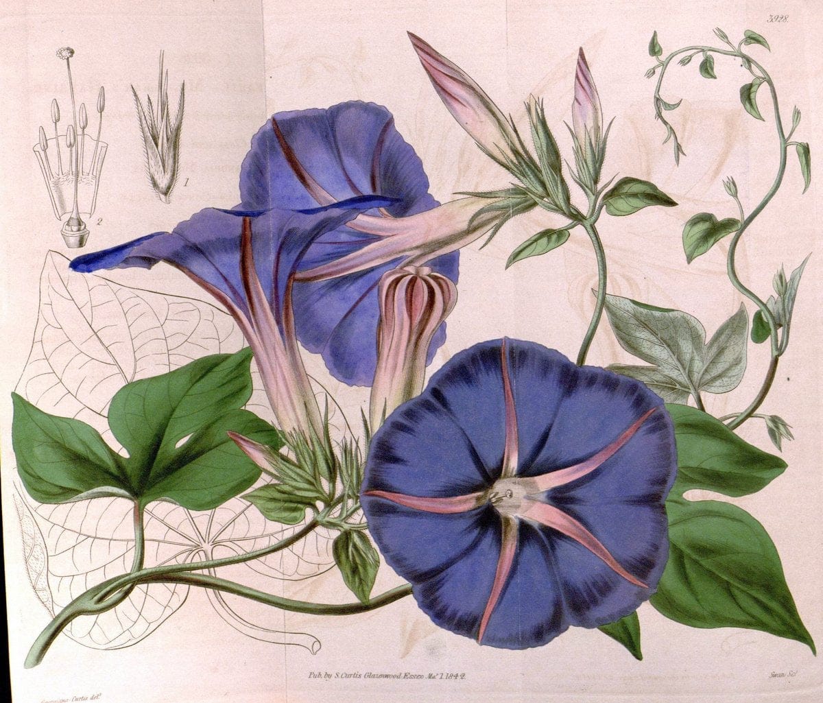 Curtis's botanical magazine. London ; New York [etc.] :Academic Press [etc.]. | "Botanical illustration" Botany Periodicals "Pictorial works" "Plants, Ornamental"  | Vintage Print Reproduction 453573