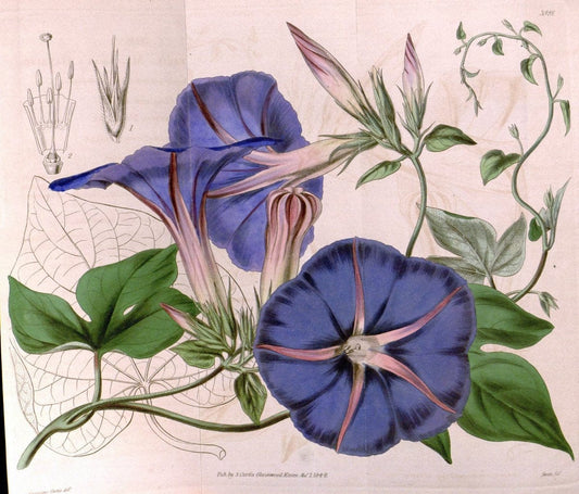 Curtis's botanical magazine. London ; New York [etc.] :Academic Press [etc.]. | "Botanical illustration" Botany Periodicals "Pictorial works" "Plants, Ornamental"  | Vintage Print Reproduction 453573