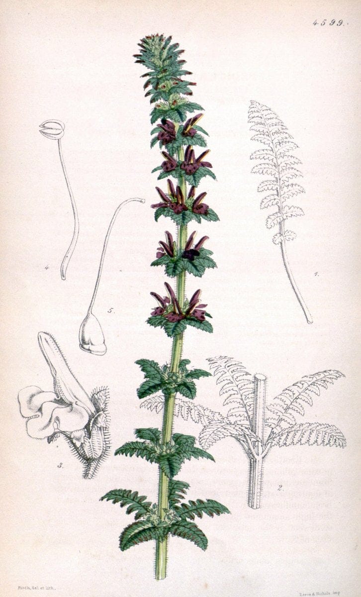 Curtis's botanical magazine. London ; New York [etc.] :Academic Press [etc.]. | "Botanical illustration" Botany Periodicals "Pictorial works" "Plants, Ornamental"  | Vintage Print Reproduction 453574