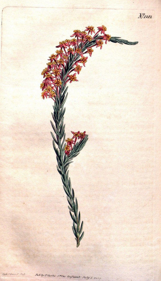 Curtis's botanical magazine. London ; New York [etc.] :Academic Press [etc.]. | "Botanical illustration" Botany Periodicals "Pictorial works" "Plants, Ornamental"  | Vintage Print Reproduction 453575