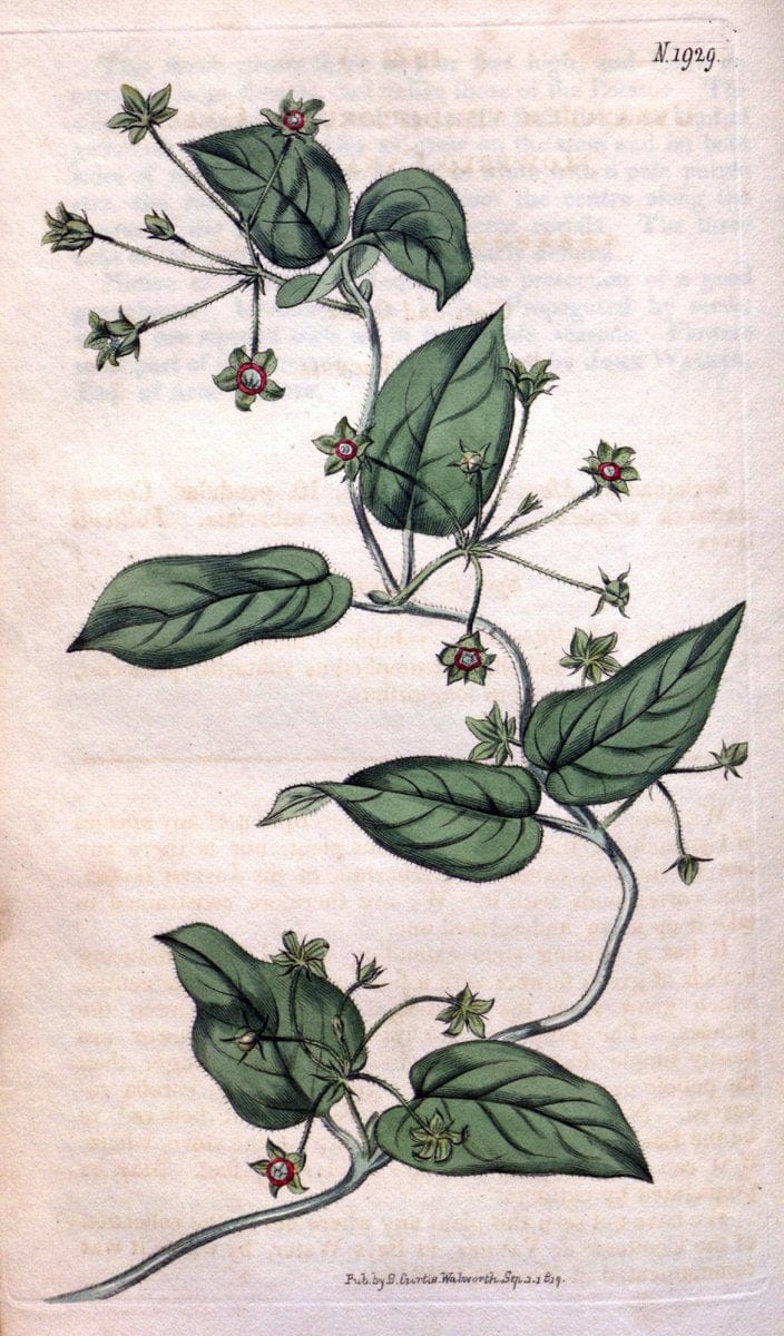 Curtis's botanical magazine. London ; New York [etc.] :Academic Press [etc.]. | "Botanical illustration" Botany Periodicals "Pictorial works" "Plants, Ornamental"  | Vintage Print Reproduction 453577