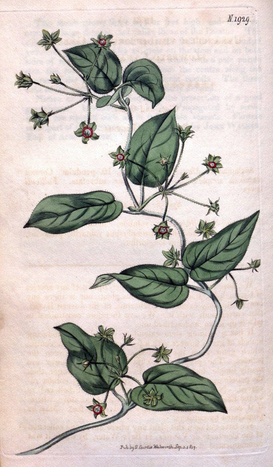 Curtis's botanical magazine. London ; New York [etc.] :Academic Press [etc.]. | "Botanical illustration" Botany Periodicals "Pictorial works" "Plants, Ornamental"  | Vintage Print Reproduction 453577