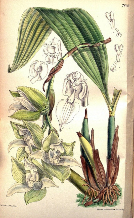 Curtis's botanical magazine. London ; New York [etc.] :Academic Press [etc.]. | "Botanical illustration" Botany Periodicals "Pictorial works" "Plants, Ornamental"  | Vintage Print Reproduction 453578