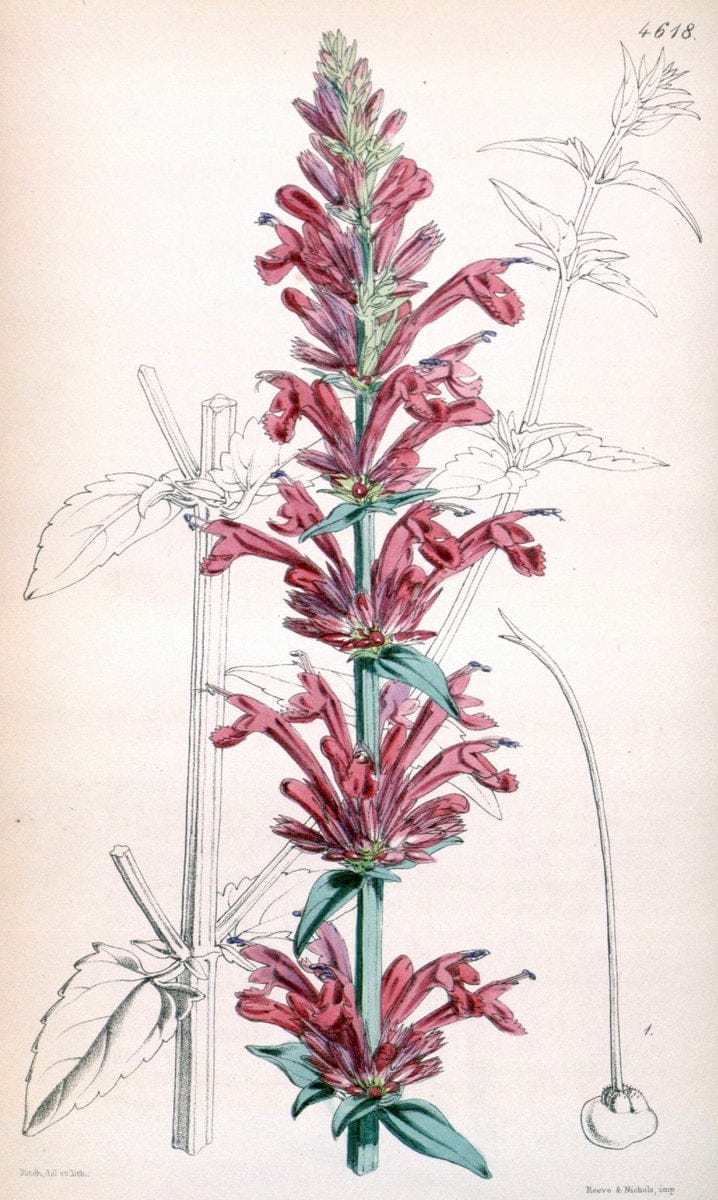 Curtis's botanical magazine. London ; New York [etc.] :Academic Press [etc.]. | "Botanical illustration" Botany Periodicals "Pictorial works" "Plants, Ornamental"  | Vintage Print Reproduction 453579