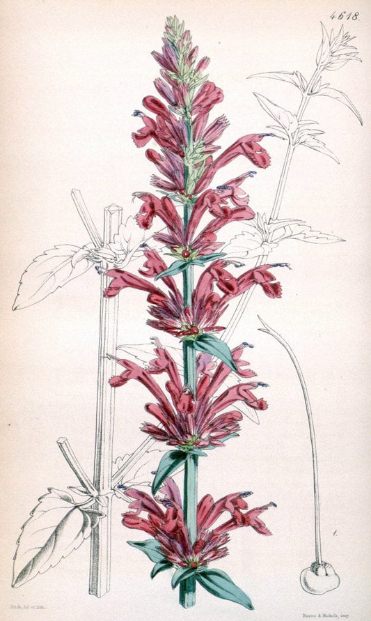Curtis's botanical magazine. London ; New York [etc.] :Academic Press [etc.]. | "Botanical illustration" Botany Periodicals "Pictorial works" "Plants, Ornamental"  | Vintage Print Reproduction 453579