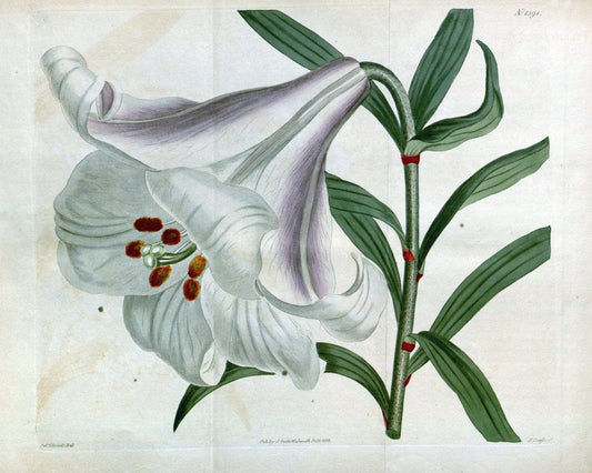 Curtis's botanical magazine. London ; New York [etc.] :Academic Press [etc.]. | "Botanical illustration" Botany Periodicals "Pictorial works" "Plants, Ornamental"  | Vintage Print Reproduction 453580