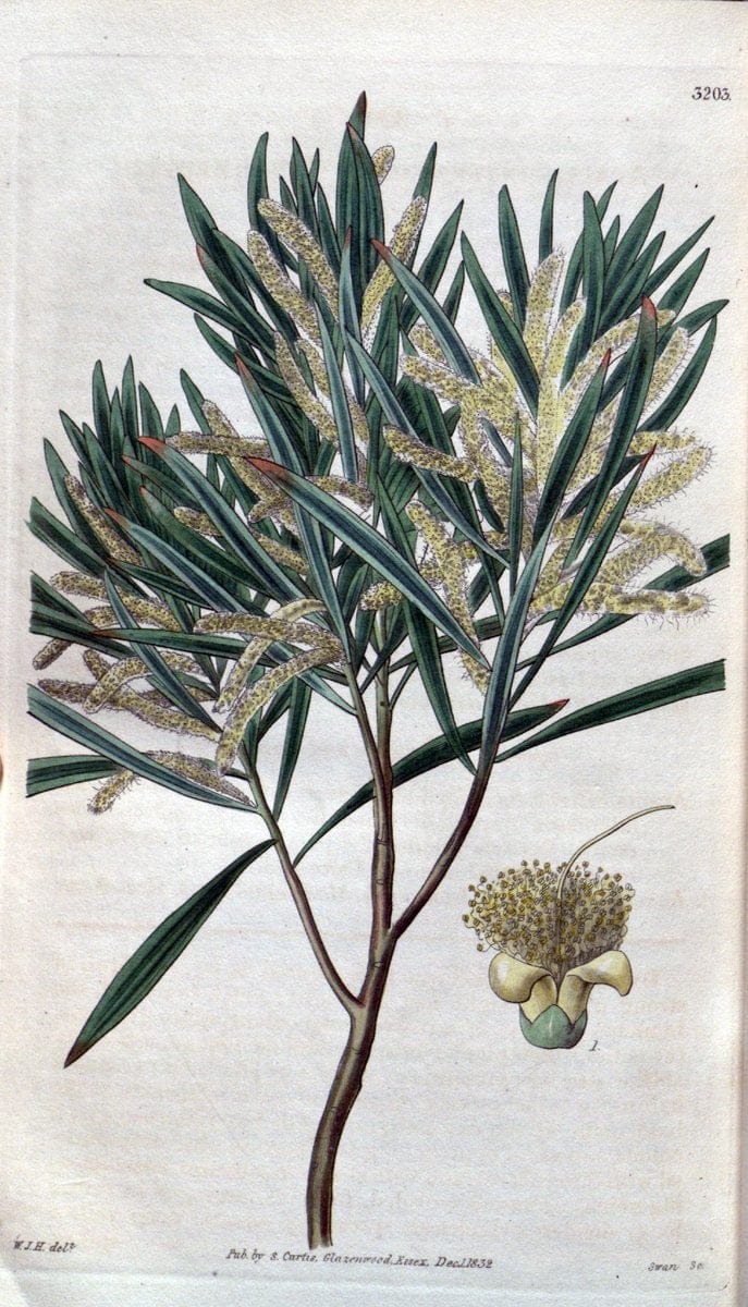 Curtis's botanical magazine. London ; New York [etc.] :Academic Press [etc.]. | "Botanical illustration" Botany Periodicals "Pictorial works" "Plants, Ornamental"  | Vintage Print Reproduction 453581