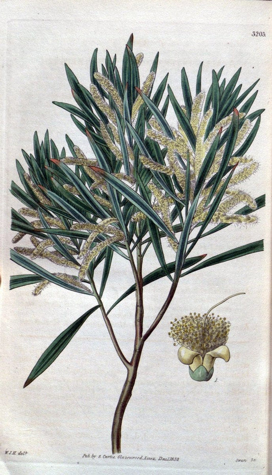 Curtis's botanical magazine. London ; New York [etc.] :Academic Press [etc.]. | "Botanical illustration" Botany Periodicals "Pictorial works" "Plants, Ornamental"  | Vintage Print Reproduction 453581