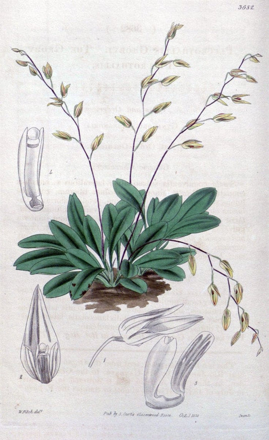 Curtis's botanical magazine..London ;New York [etc.] :Academic Press [etc.]. |  | Vintage Print Reproduction 453582