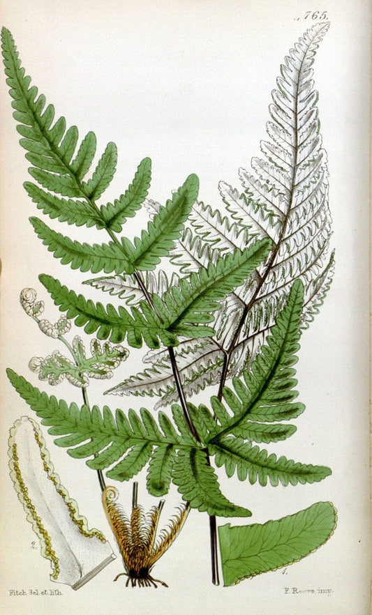 Curtis's botanical magazine. London ;New York [etc.] :Academic Press [etc.]. | Botany Periodicals "Pictorial works"  | Vintage Print Reproduction 453583