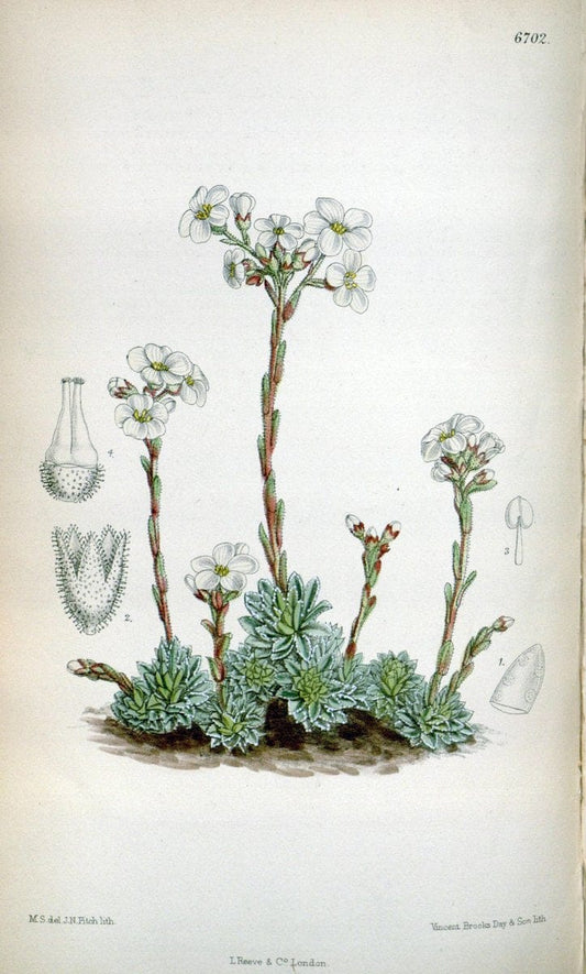 Curtis's botanical magazine. London ; New York [etc.] :Academic Press [etc.]. | "Botanical illustration" Botany Periodicals "Pictorial works" "Plants, Ornamental"  | Vintage Print Reproduction 453586