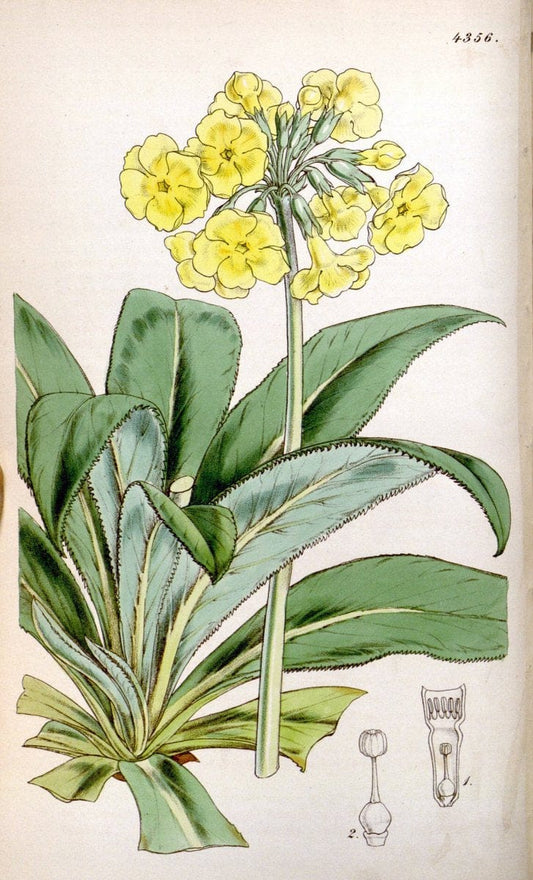 Curtis's botanical magazine. London ; New York [etc.] :Academic Press [etc.]. | "Botanical illustration" Botany Periodicals "Pictorial works" "Plants, Ornamental"  | Vintage Print Reproduction 453587
