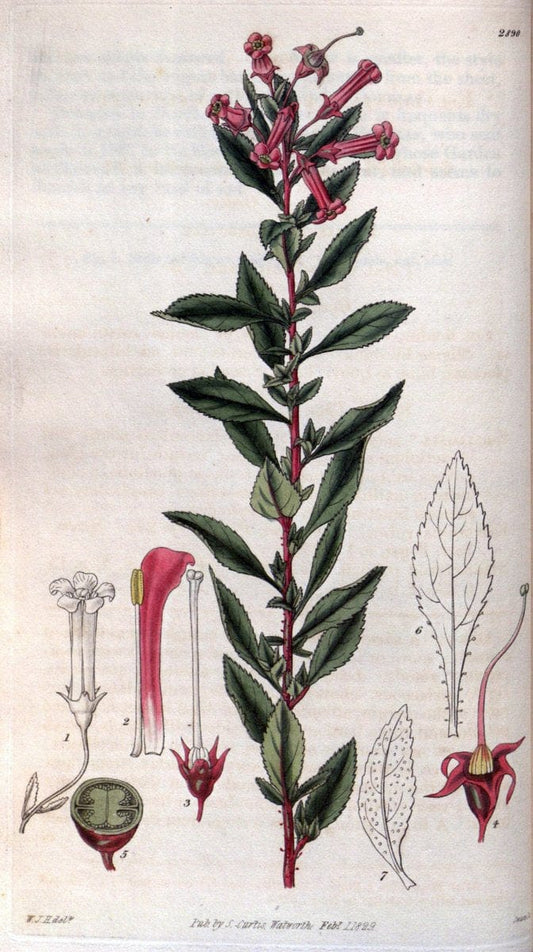 Curtis's botanical magazine. London ; New York [etc.] :Academic Press [etc.]. | "Botanical illustration" Botany Periodicals "Pictorial works" "Plants, Ornamental"  | Vintage Print Reproduction 453588
