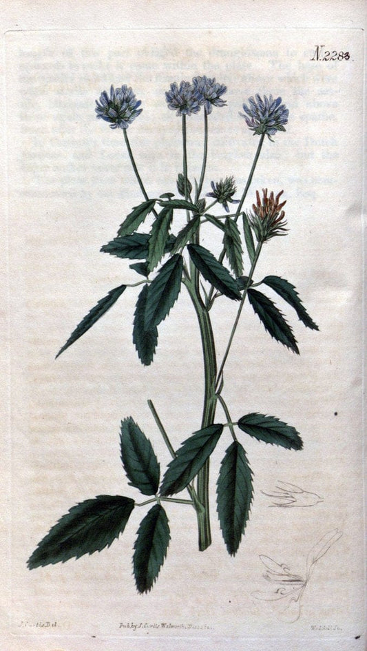 Curtis's botanical magazine. London ; New York [etc.] :Academic Press [etc.]. | "Botanical illustration" Botany Periodicals "Pictorial works" "Plants, Ornamental"  | Vintage Print Reproduction 453590