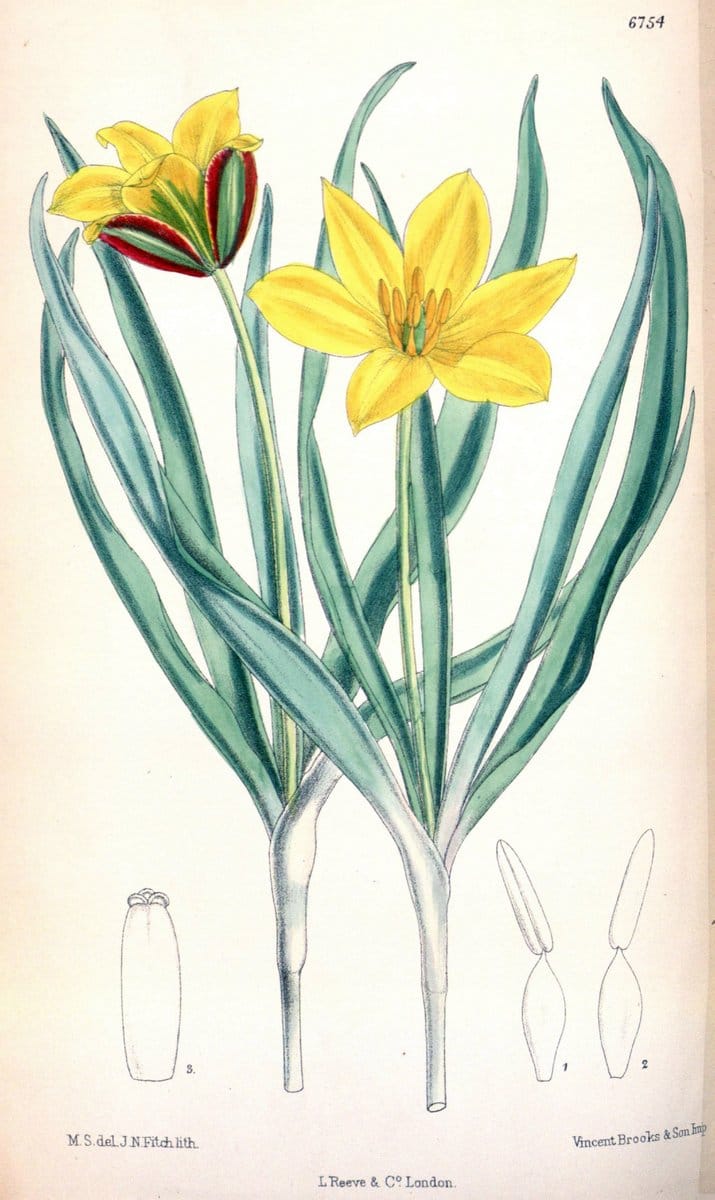 Curtis's botanical magazine. London ; New York [etc.] :Academic Press [etc.]. | "Botanical illustration" Botany Periodicals "Pictorial works" "Plants, Ornamental"  | Vintage Print Reproduction 453592