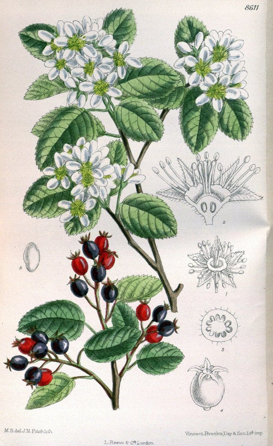 Curtis's botanical magazine. London ; New York [etc.] :Academic Press [etc.]. | "Botanical illustration" Botany Periodicals "Pictorial works" "Plants, Ornamental"  | Vintage Print Reproduction 453594