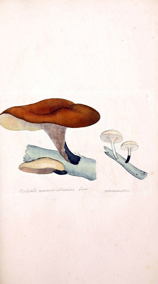 Coloured figures of English fungi or mushrooms. London,Printed by J. Davis,1797-[1809]. | England Mushrooms  | Vintage Print Reproduction 453595