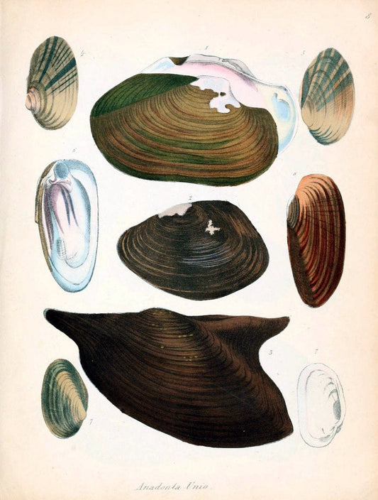 Conchylienbuch, oder, Allgemeine und besondere Naturgeschichte der Muscheln und Schnecke | Mollusks "Pictorial works"  | Vintage Print Reproduction 453596