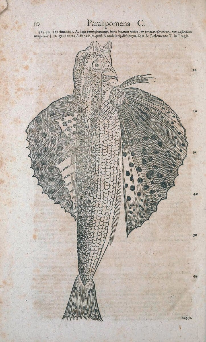 Conradi Gesneri medici Tigurini Historiae animalium liber IV :.Francofurti :In Bibliopol | "Early works to 1800" Fishes Mollusks "Pre-Linnean works" Zoology | Vintage Print Reproduction 453597