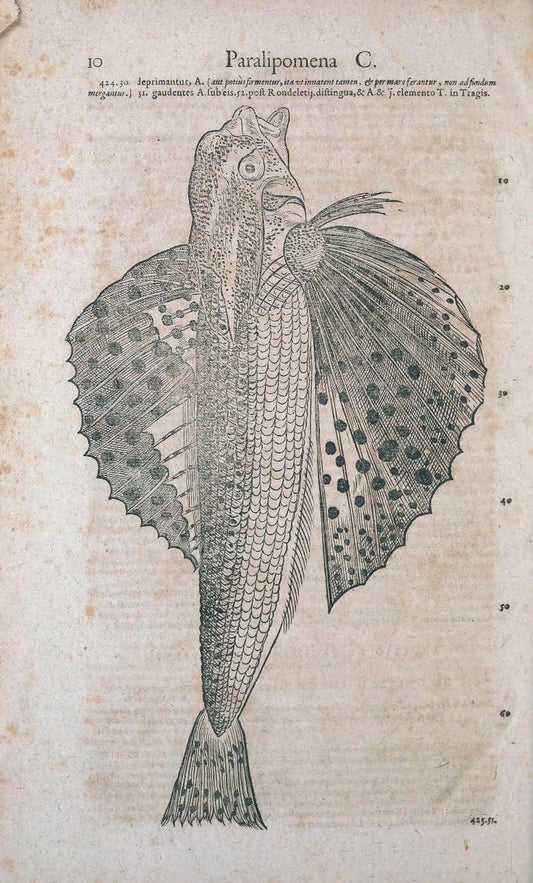 Conradi Gesneri medici Tigurini Historiae animalium liber IV :.Francofurti :In Bibliopol | "Early works to 1800" Fishes Mollusks "Pre-Linnean works" Zoology | Vintage Print Reproduction 453597