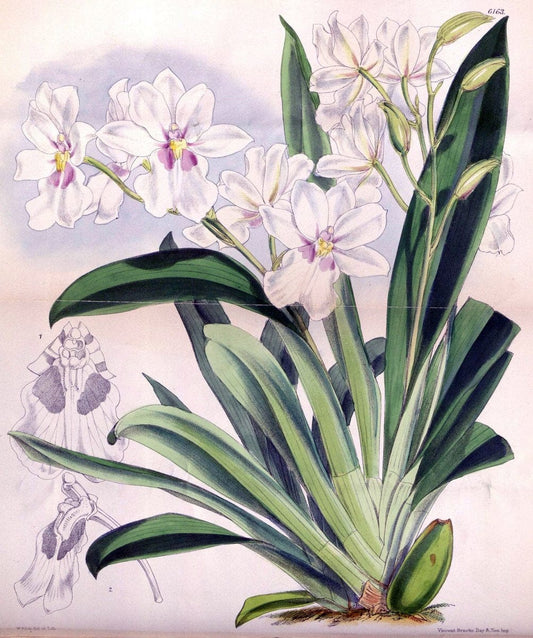 Curtis's botanical magazine. London ; New York [etc.] :Academic Press [etc.]. | "Botanical illustration" Botany Periodicals "Pictorial works" "Plants, Ornamental"  | Vintage Print Reproduction 453598