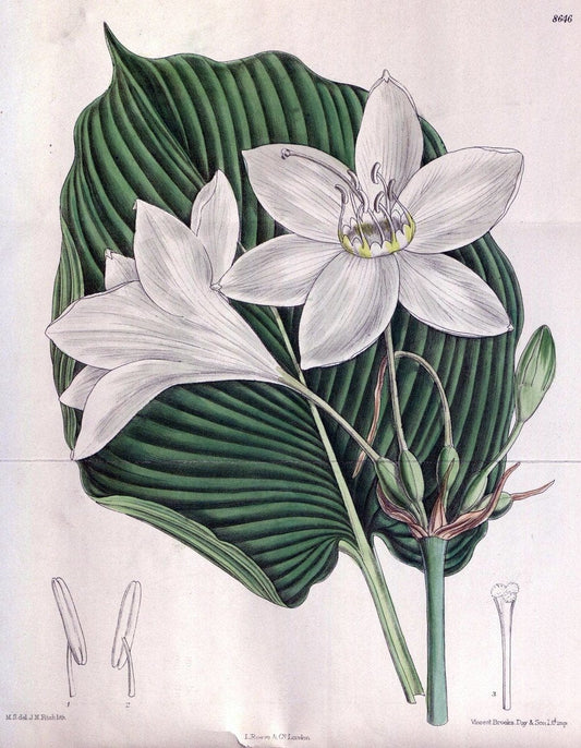 Curtis's botanical magazine. London ; New York [etc.] :Academic Press [etc.]. | "Botanical illustration" Botany Periodicals "Pictorial works" "Plants, Ornamental"  | Vintage Print Reproduction 453600