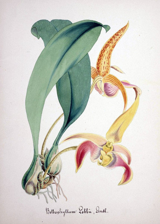 Collection d'orchideÃŒÂes.[S.l. :s.n.,18--]. | "Botanical illustration" Orchidaceae "Orchidaceae in art" "Pictorial works"  | Vintage Print Reproduction 453602