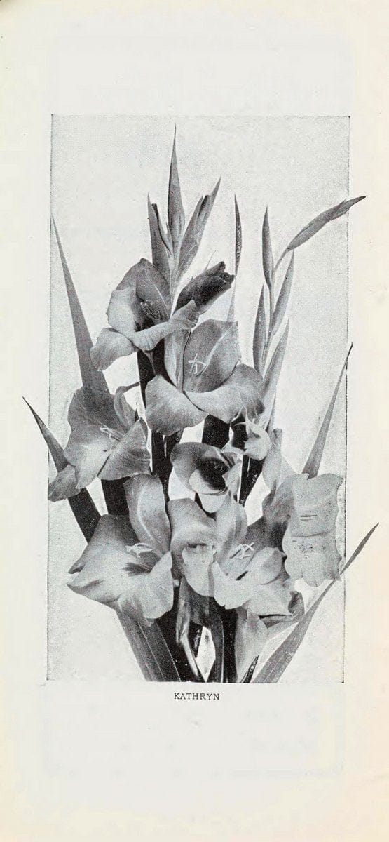 Chase fruit and flowers in natural colorsRochester, N.Y.,Chase brothers company[c1922] | Vintage Print Reproduction 453604