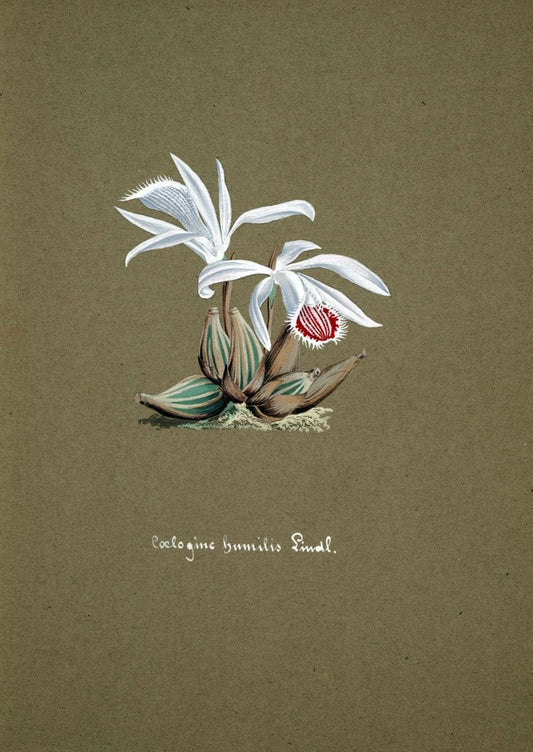 Collection d'orchideÃŒÂes.[S.l. :s.n.,18--]. | "Botanical illustration" Orchidaceae "Orchidaceae in art" "Pictorial works"  | Vintage Print Reproduction 453605